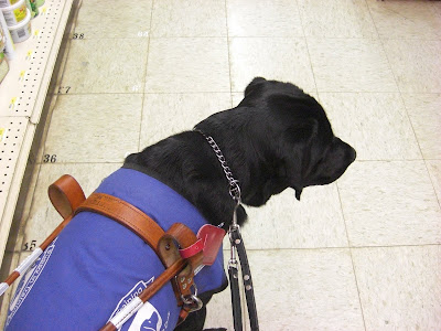Picture of Al in coat/harness waiting for the forward command