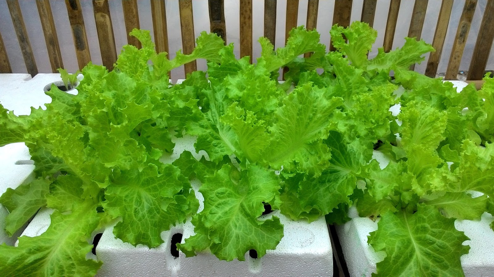 kebun talas hidroponik