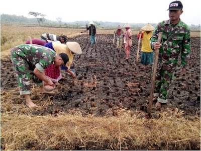 BABINSA BALEHARJO BERSAMA PETANI TANAM KEDELAI BABINSA BALEHARJO BERSAMA PETANI TANAM KEDELAI