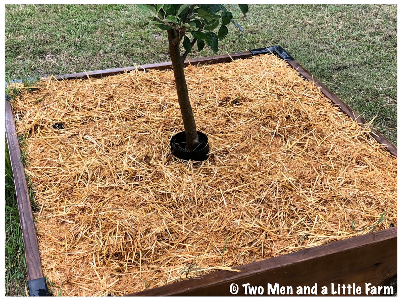 Two Men and a Little Farm EZSTRAW MULCH IS NOW A WHEAT CROP