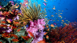 coral reef wallpapers desktop 1080p 1080 backgrounds fish reefs 1920