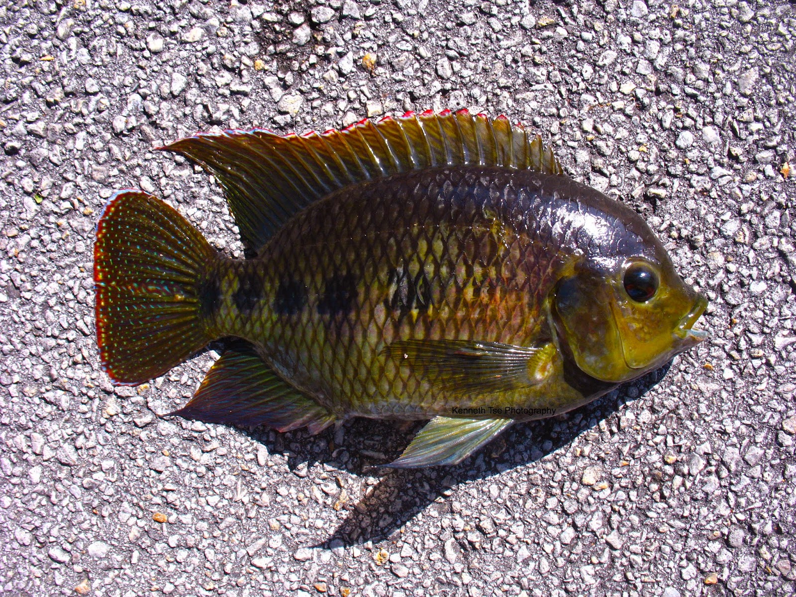 MuskieBait Adventures 2015 Florida (Day 3)