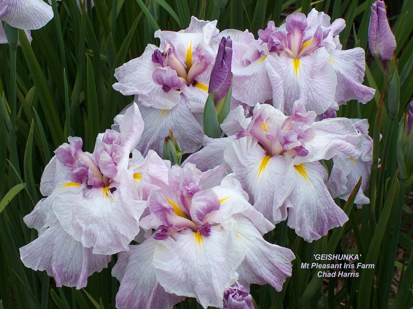 World of Irises Growing Japanese Iris Transplanting