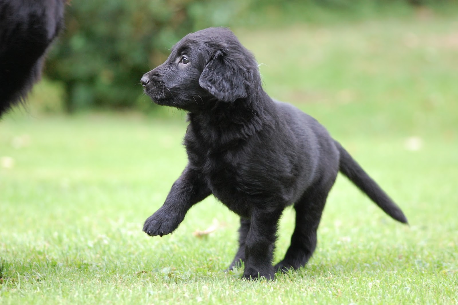 Kennel Torpedos Valpar till salu