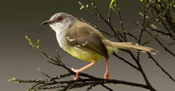Mengenal Burung Ciblek Dan Perawatannya Media Gacor