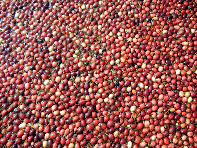 A sea of cranberries during wet harvest in Massachusetts