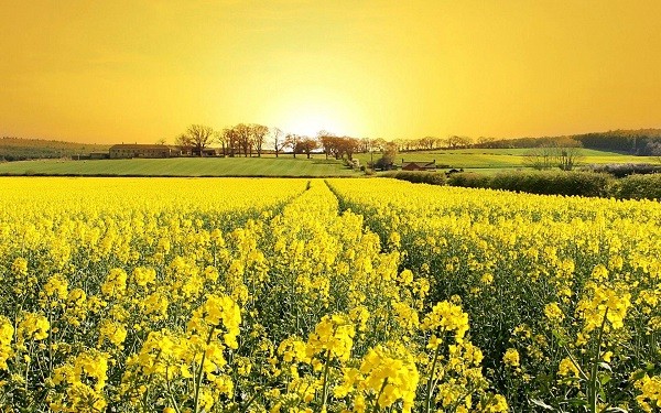 Yellow Canola Fields in Germany