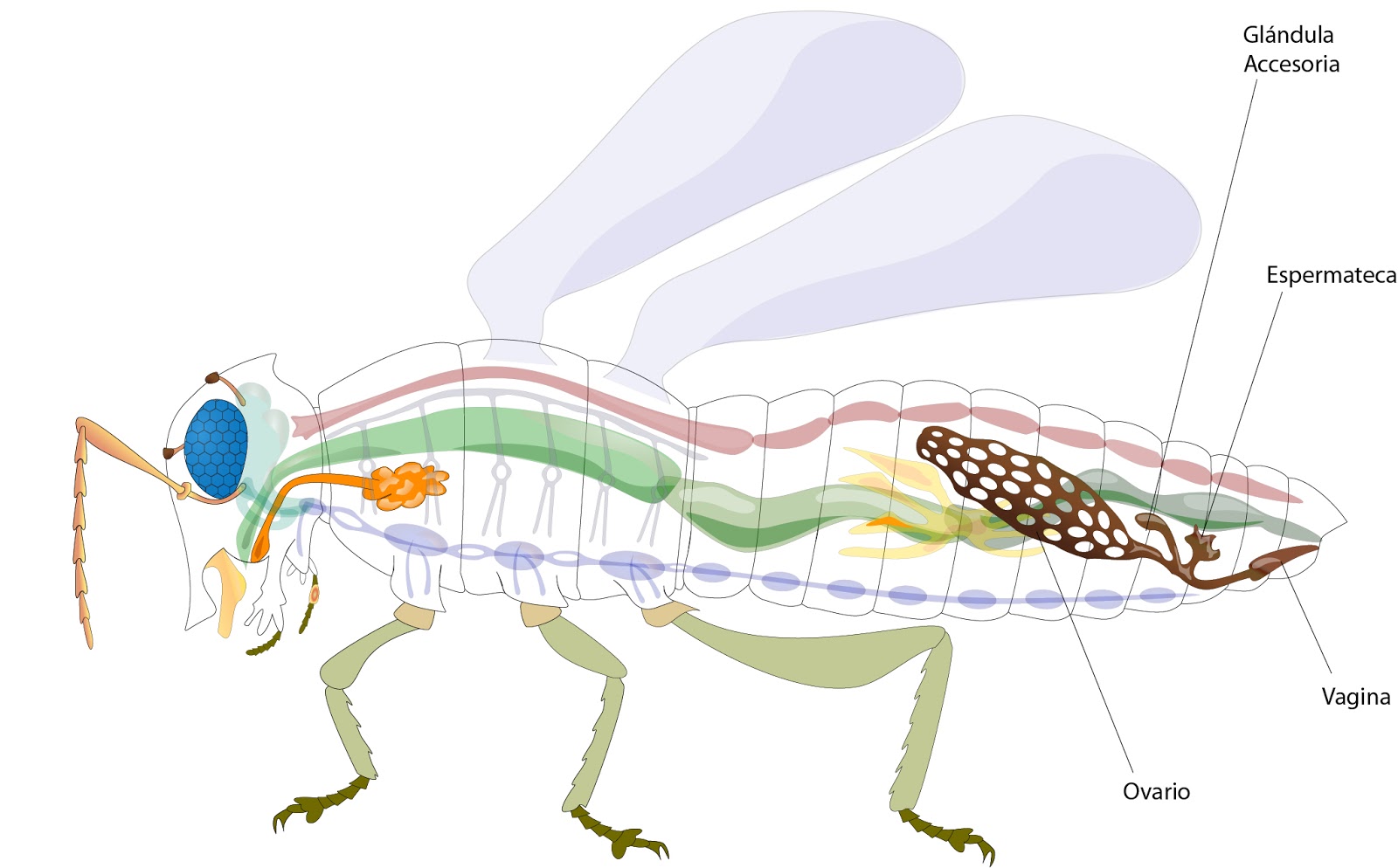 Resultado de imagen de Aparato reproductivo (insectos)