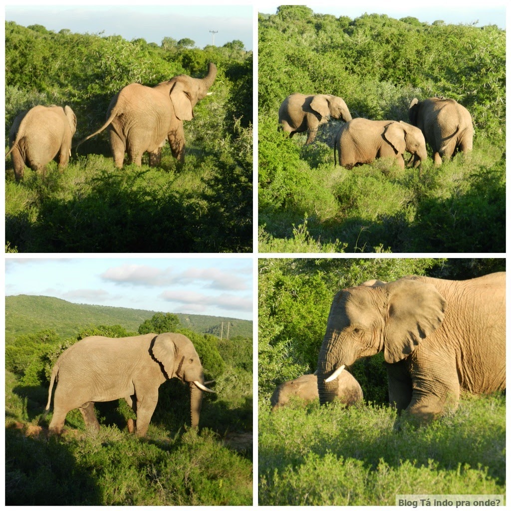 elefantes no safári