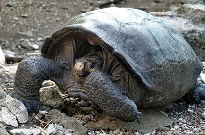 عثر على نوع من السلاحف العملاقة كان يظن أنه اندثر منذ قرن من الزمن في أرخبيل غالاباغوس الاكوادوري على ما قال وزير البيئة مارسيلو ماتا
