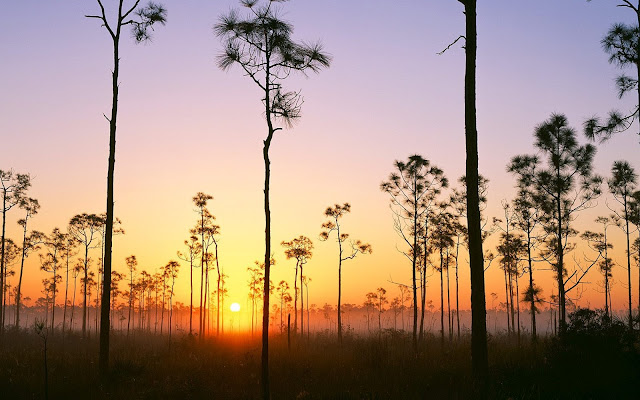 national park, florida national park, sunrise, pines