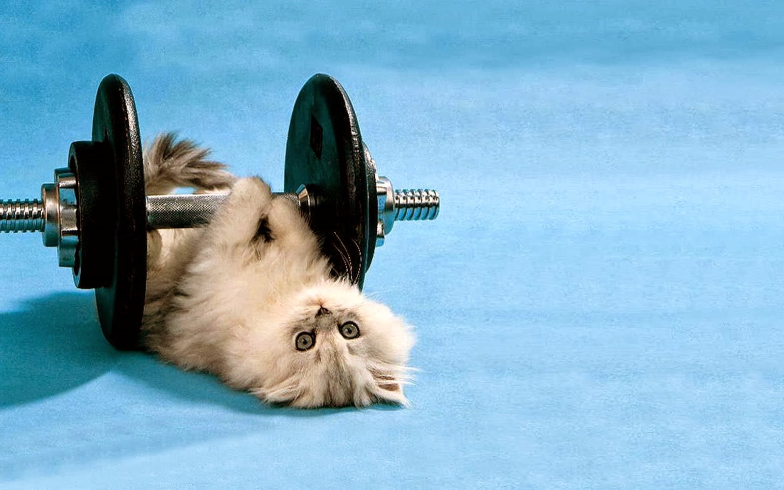 Exercising Cat Video Exercising Cat Video