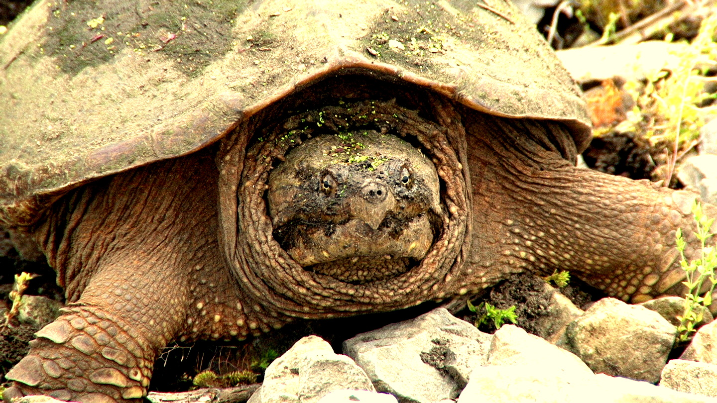 Tales From The Wilds: Turtle News and the Red Admirals produce young