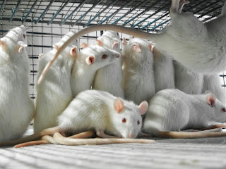 no vivisezione, scienza obsoleta, sperimentazione animale, ratti
