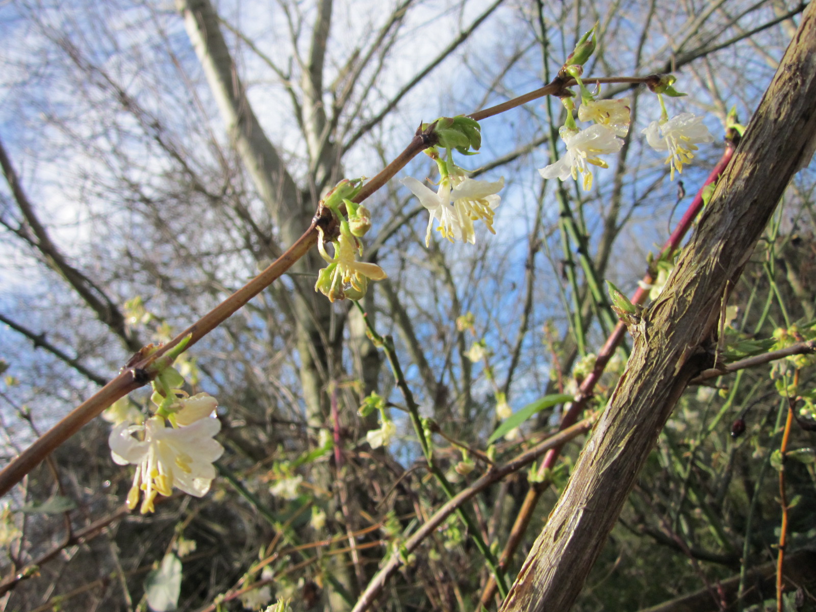 Feast Or Famine Winter Honeysuckle The Lonicera Fragrantissima