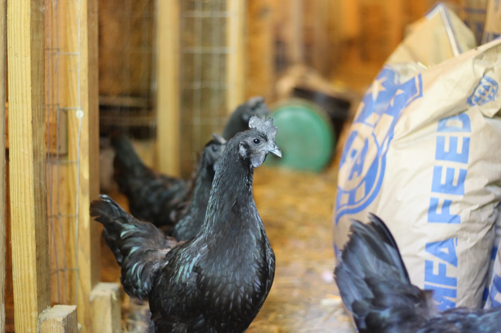 Ayam Cemani Chicks / The Black Chicken - Chicken Scratch Poultry