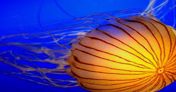 Ciri Ciri Struktur Reproduksi Dan Klasifikasi Coelenterata Ato