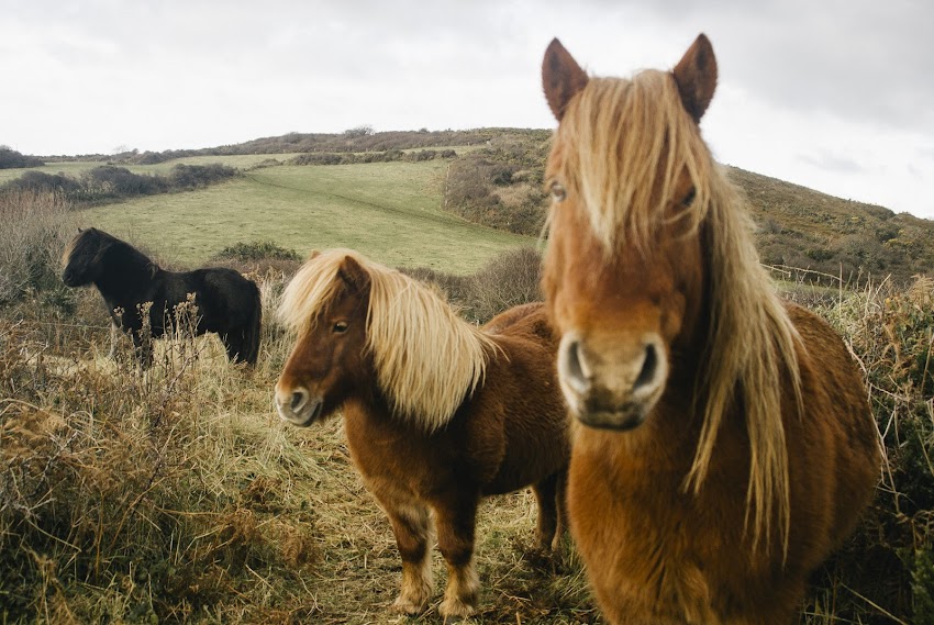 Horses Horses