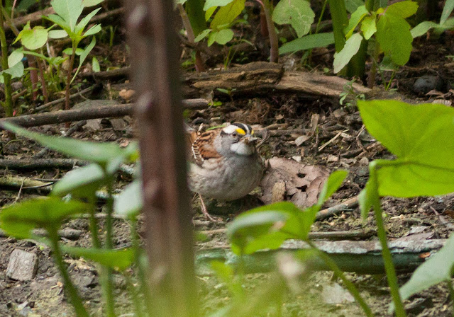White-throated Sparrow - Central Park, New York
