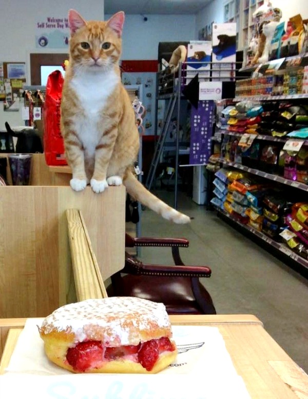 Cat from Druid Hills {USA} Traveling Cats Travel Pictures of Cats