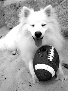 Ruckus the Eskie smiling with Football in Paws