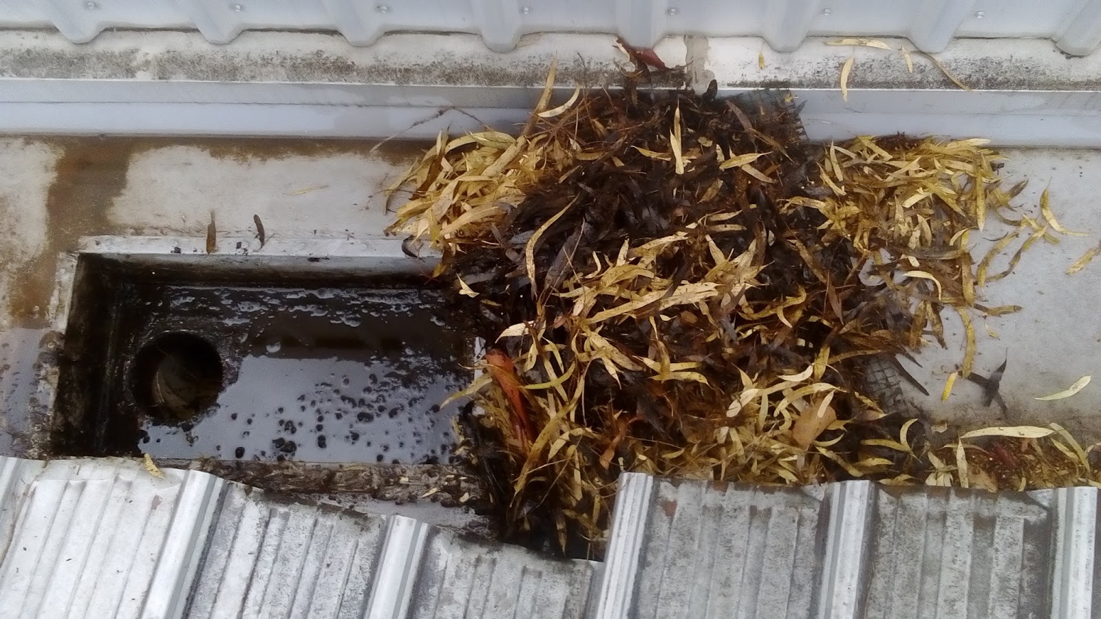 Gutter Cleaning in Adelaide Gutter Guys Adelaide How To Clear