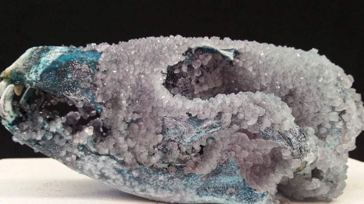 crystallized coyote skull