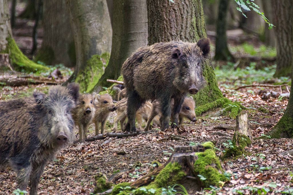 Le Blogue Du Bioparc Porc Sauvage A Nos Portes
