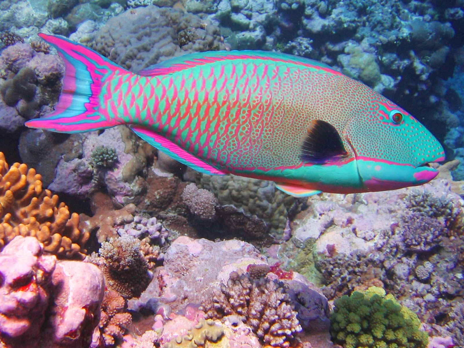  Gambar Ikan Laut  Dunia Binatang