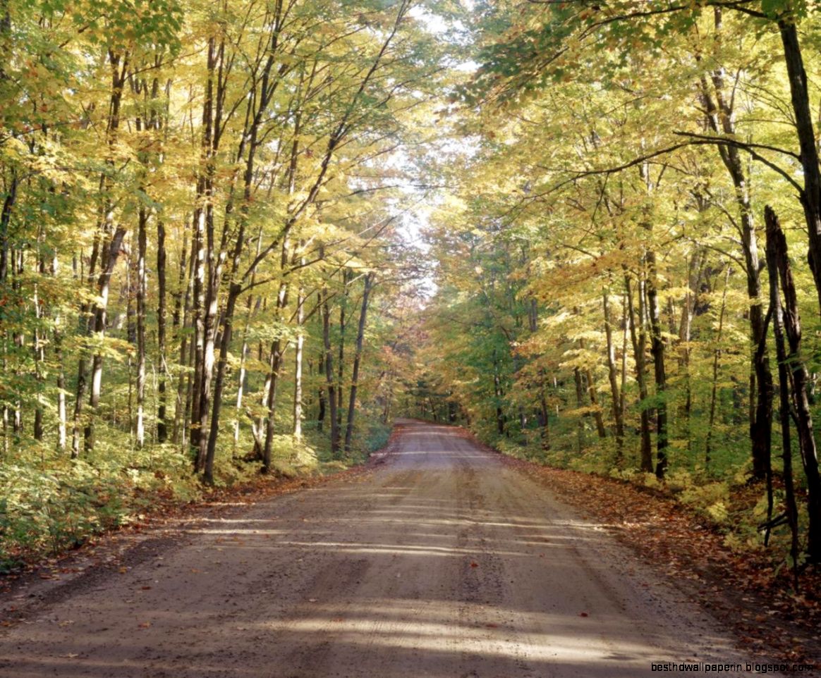 long road forest trees nature hd wallpaper   17630   HQ Desktop