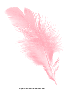 pluma rosa pastel