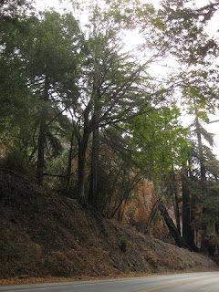 Charred trees and hillside near Fernwood, Pacific Coast Highway, California