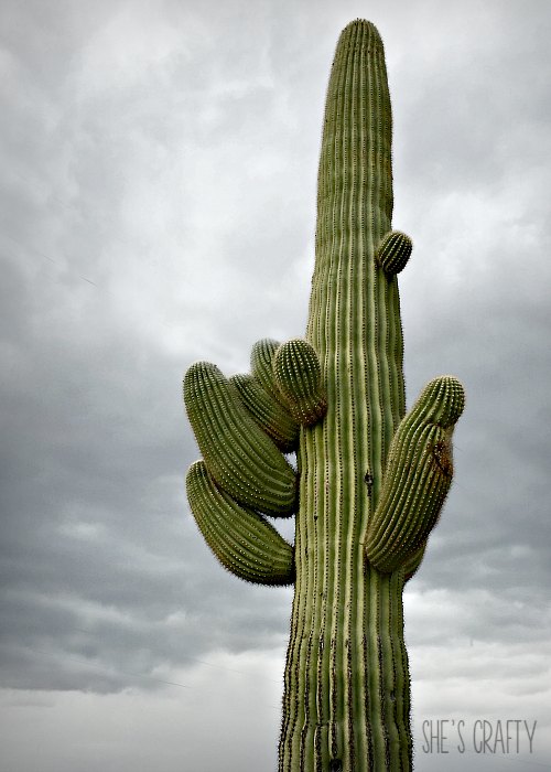 saguaro cactus, green cactus