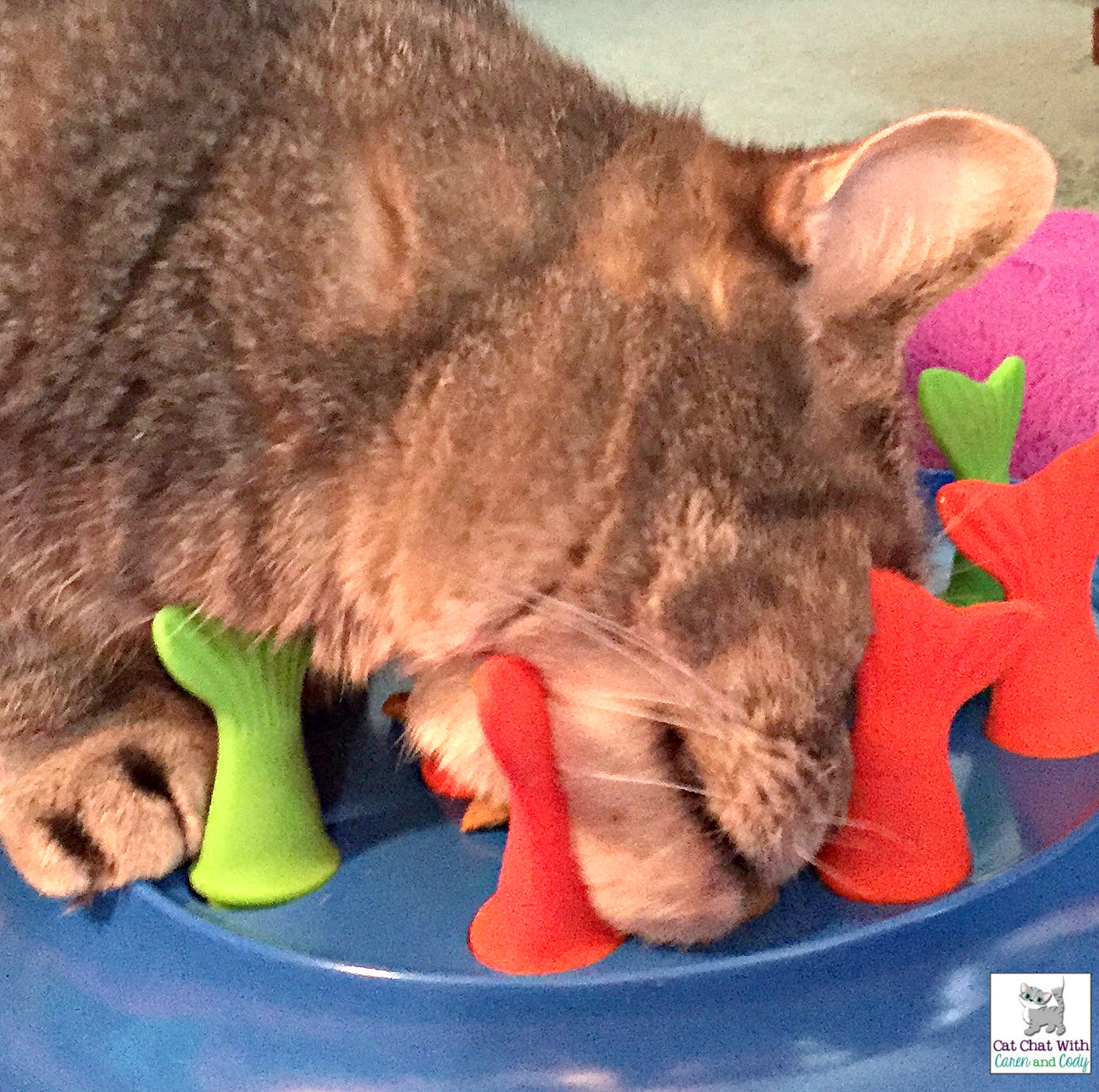 Cat and DOG Chat With Caren Cat Toy "Go Fish" from The Jackson Galaxy