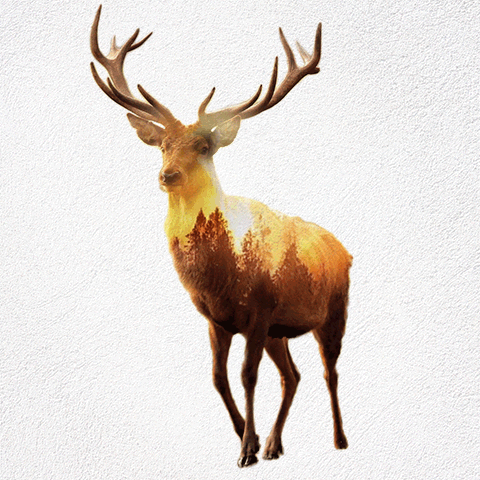 09-Stag-Said-Dagdeviren-Double-Exposure-Animal-Cinemagraph-Animations-www-designstack-co