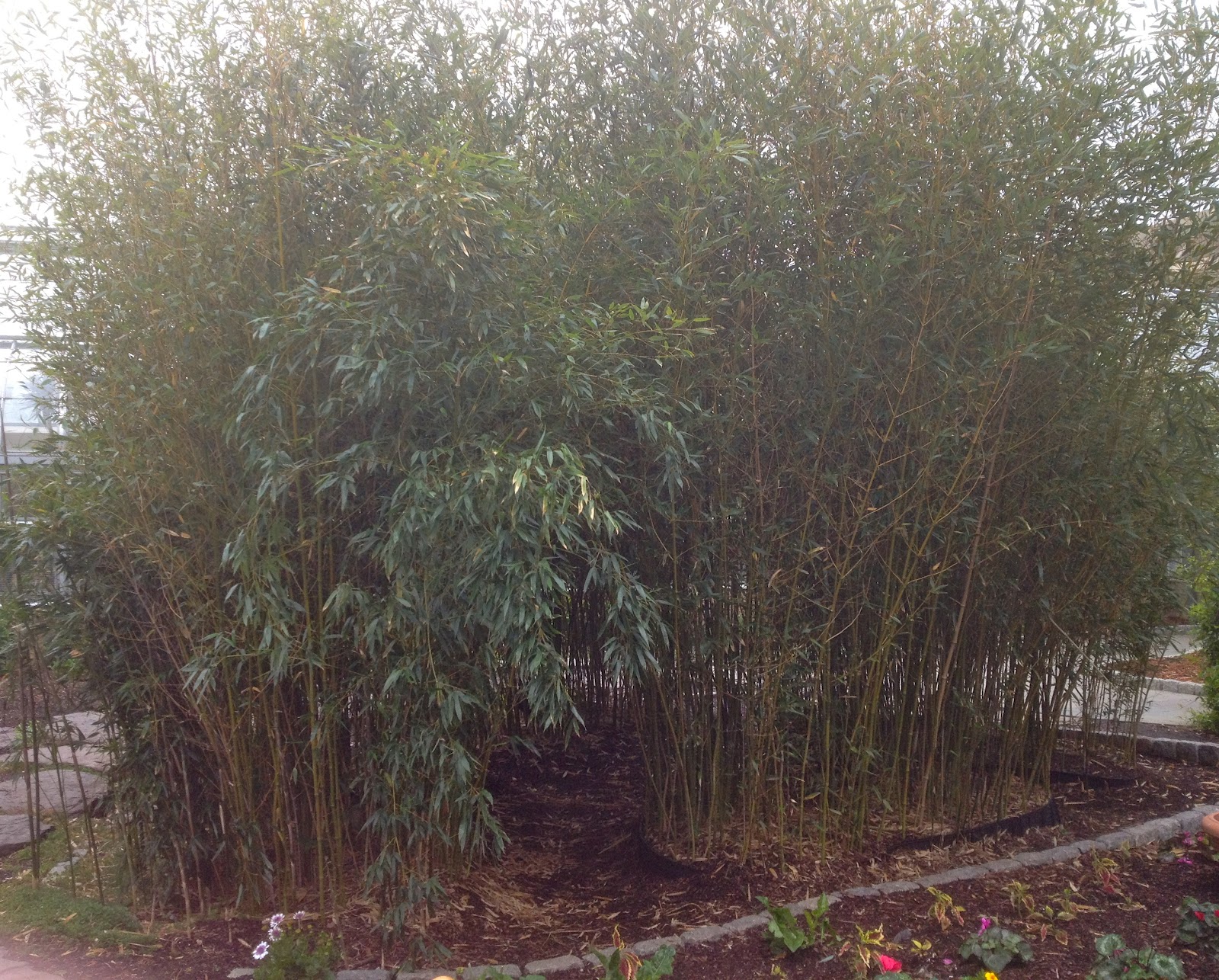 Bamboo Geek On most gardener's bucket list... U.S. Botanic Gardens in