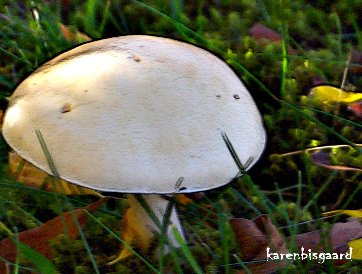 Karen`s Nature Photography Big Mushroom Growing in Garden Lawn.