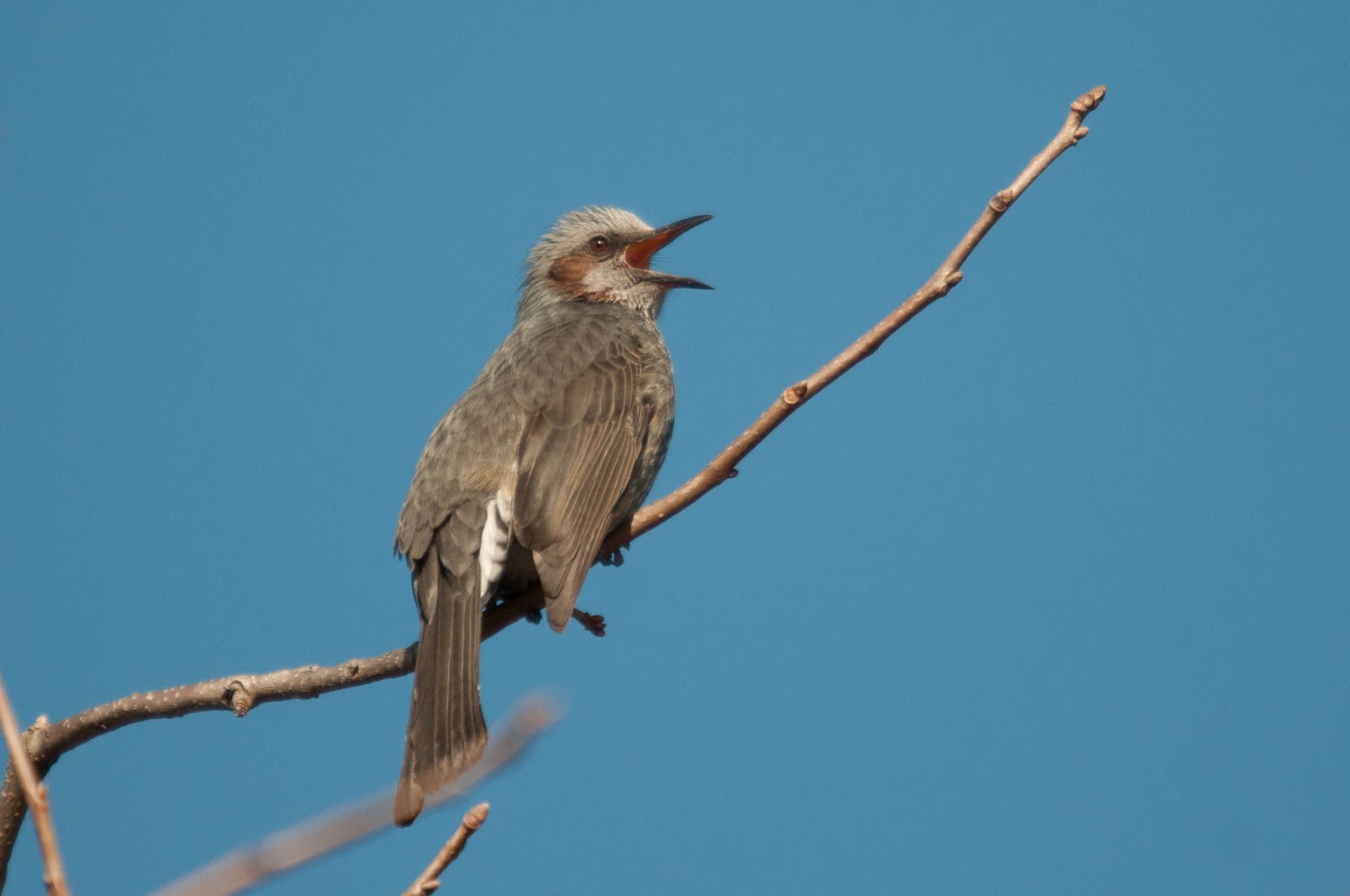 Bird Gallery 野鳥図鑑 Browneared Bulbul ヒヨドリ(鵯)