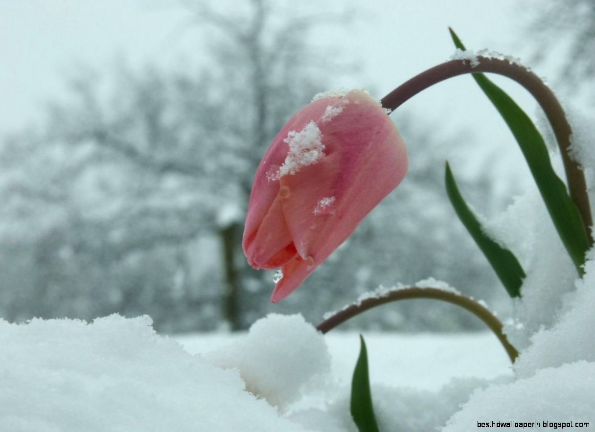 Winter Flower Screensavers | Best HD Wallpapers