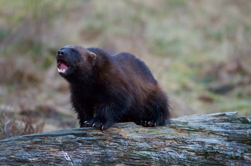 Wolverine The Life of Animals