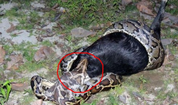 ular piton raksasa melahap seekor kambing milik warga desa