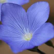 http://wild-flowers-of-europe.blogspot.nl/2015/06/linum-narbonense.html