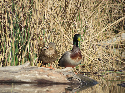 Sacramento National Wildlife Refuge