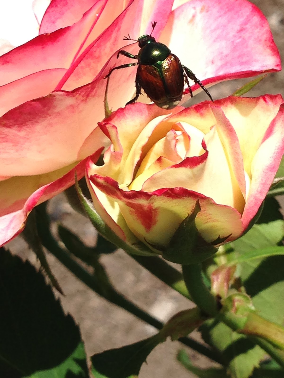 "Goodness in the Garden" 'Tis the Season.... for Japanese Beetles
