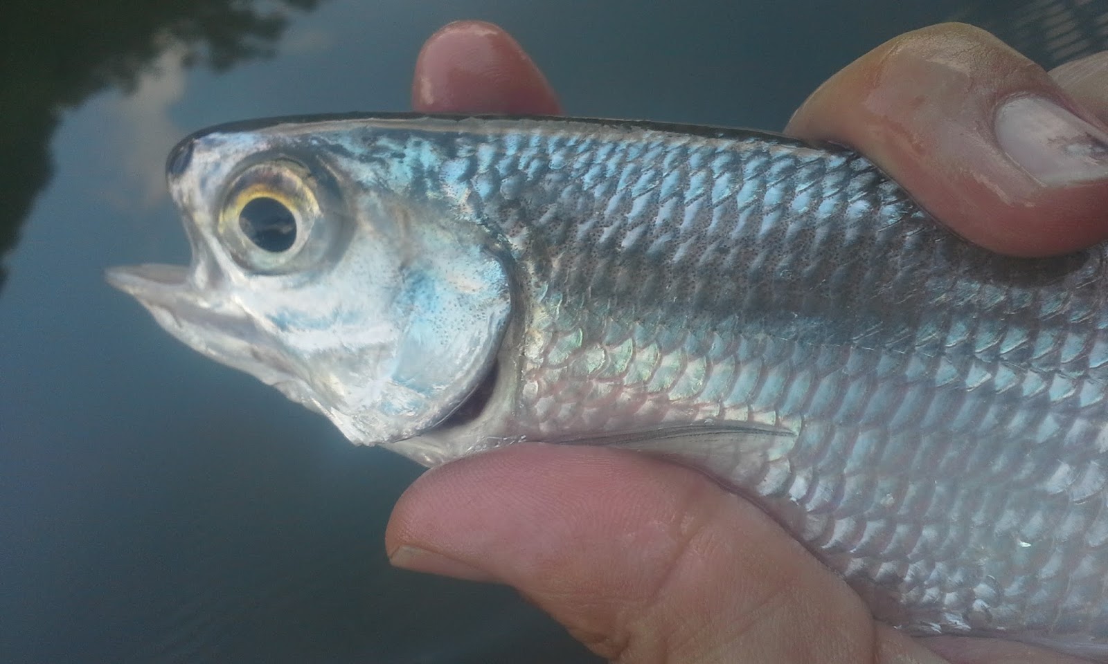 The Show Me Fly Guy Fishing