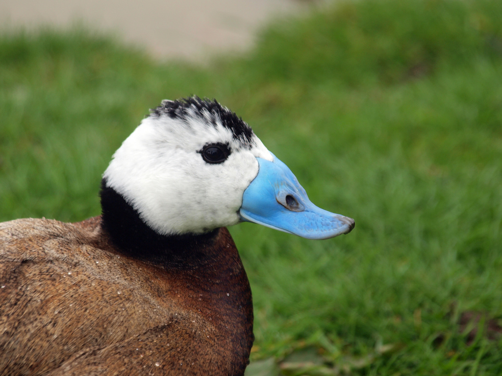 8 exotic animals in Pakistan you wouldn't believe exist