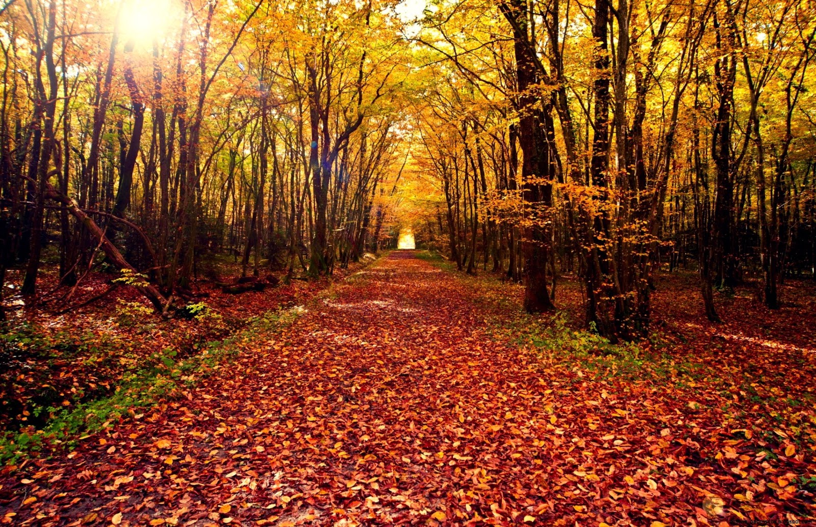 Autumn Forest Path