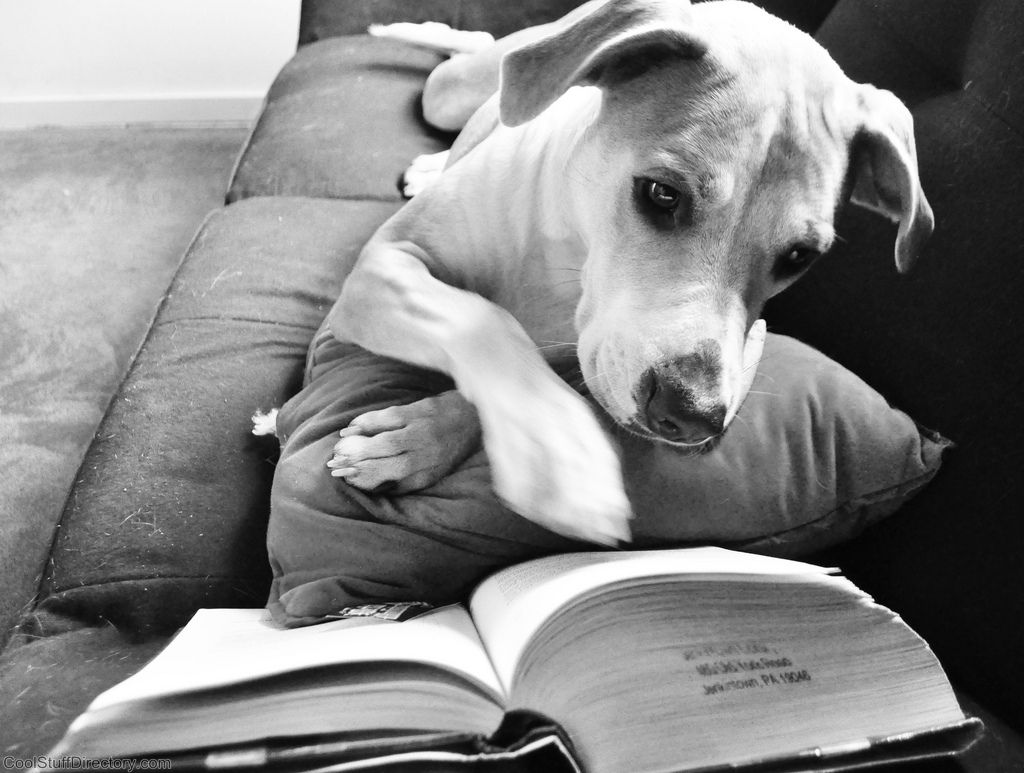 Любишь животных читай. Собака с книжкой. Книги про собак. Книжка про щенка. Умная собака.