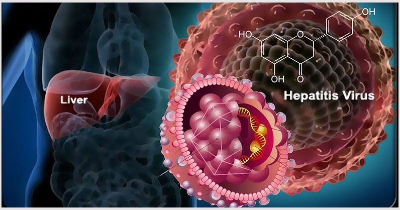 Hepatitis B And Liver Cancer Can Be Prevented By A Flavonoid Found In