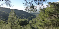 Fuente: https://www.efeverde.com/noticias/bosques-mediterraneos-financiacion-fao/ Típico bosque mediterráneo